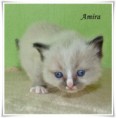 /album/amira/amira-4-hetes-002-jpg/